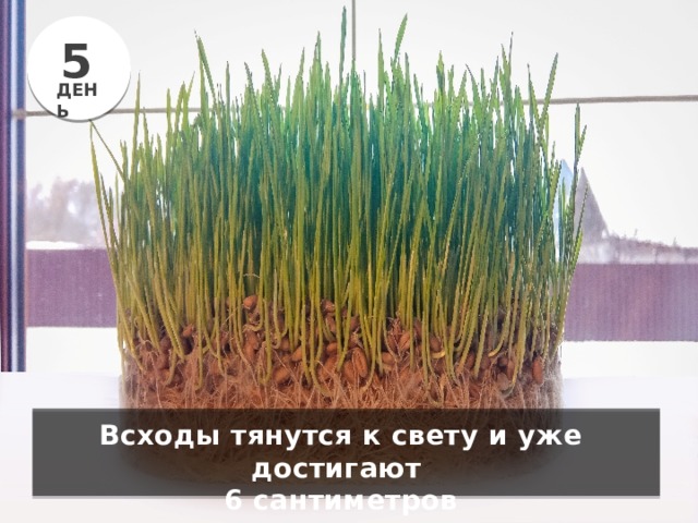 5 ДЕНЬ Всходы тянутся к свету и уже достигают 6 сантиметров 