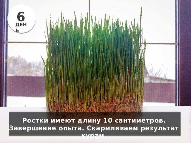 6 ДЕНЬ Ростки имеют длину 10 сантиметров. Завершение опыта. Скармливаем результат курам. 