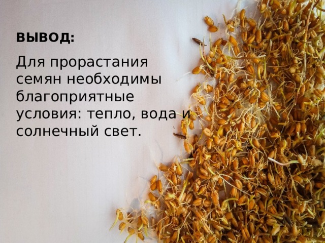ВЫВОД: Для прорастания семян необходимы благоприятные условия: тепло, вода и солнечный свет. 