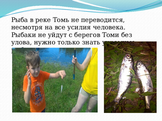 Рыба в реке Томь не переводится, несмотря на все усилия человека. Рыбаки не уйдут с берегов Томи без улова, нужно только знать укромные рыбные места. 
