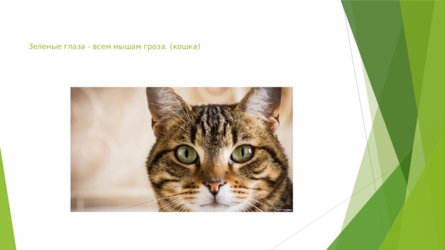    Зеленые глаза - всем мышам гроза. (кошка)    