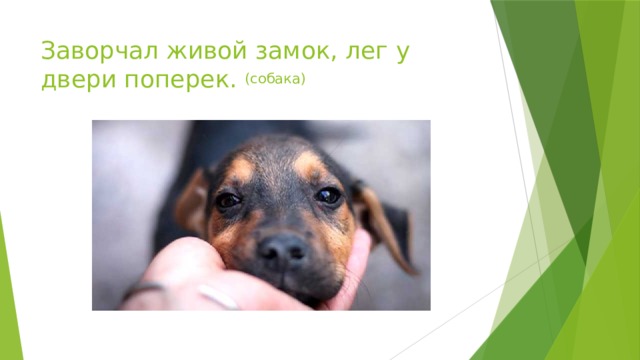 Заворчал живой замок, лег у двери поперек.  (собака) 