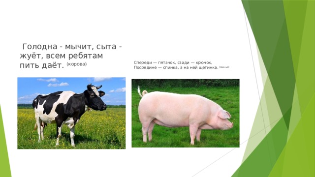   Голодна - мычит, сыта - жуёт, всем ребятам пить даёт.  (корова) Спереди — пятачок, сзади — крючок,  Посредине — спинка, а на ней щетинка.  (свинья) 