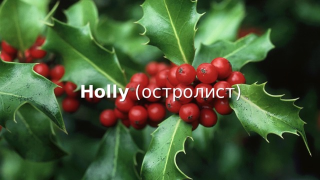 Holly (остролист) 