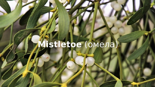 Mistletoe (омела) 