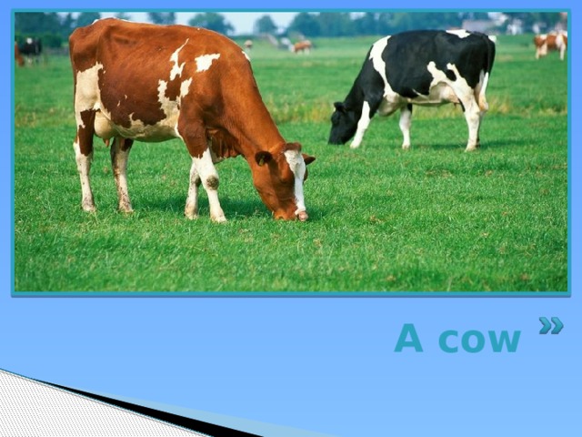 A cow 
