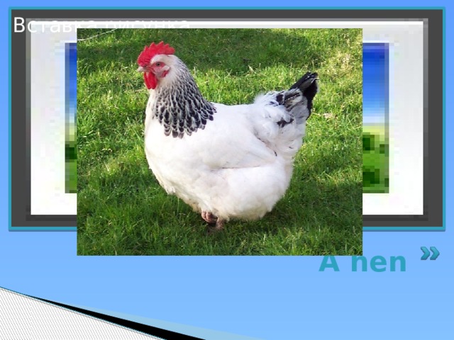 Вставка рисунка A hen 