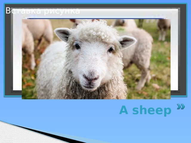 Вставка рисунка A sheep 