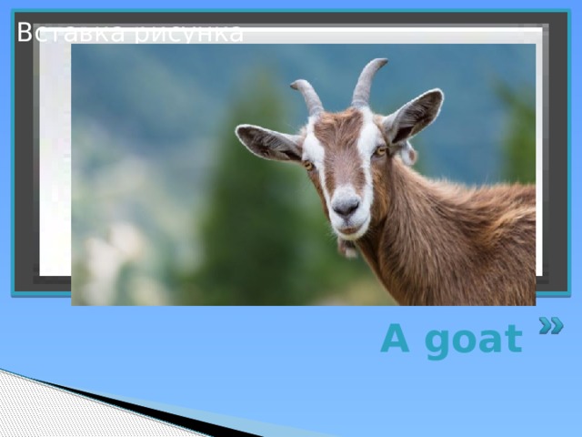 Вставка рисунка A goat 
