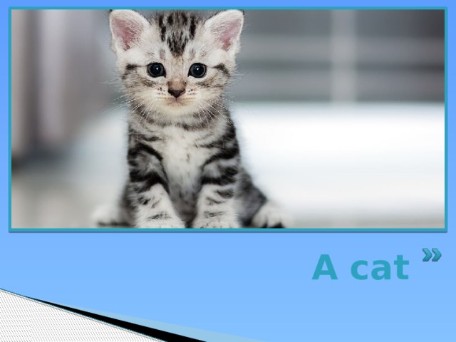 A cat 