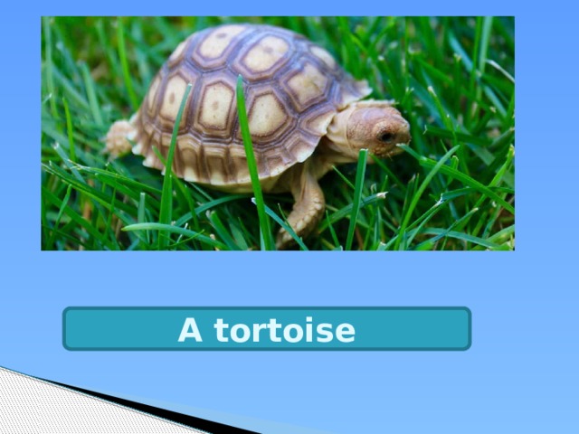 A tortoise 
