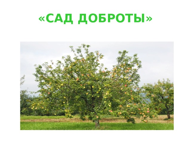 «САД ДОБРОТЫ» 