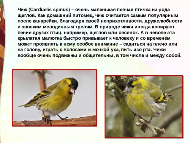Чиж (Carduelis spinus) – очень маленькая певчая птичка из рода щеглов. Как домашний питомец, чиж считается самым популярным после канарейки, благодаря своей неприхотливости, дружелюбности и звонким мелодичным трелям. В природе чижи иногда копируют пение других птиц, например, щеглов или овсянок. А в неволе эта крылатая малютка быстро привыкает к человеку и со временем может проявлять к нему особое внимание – садиться на плечо или на голову, играть с волосами и мочкой уха, пить изо рта. Чижи вообще очень подвижны и общительны, в том числе и между собой. 