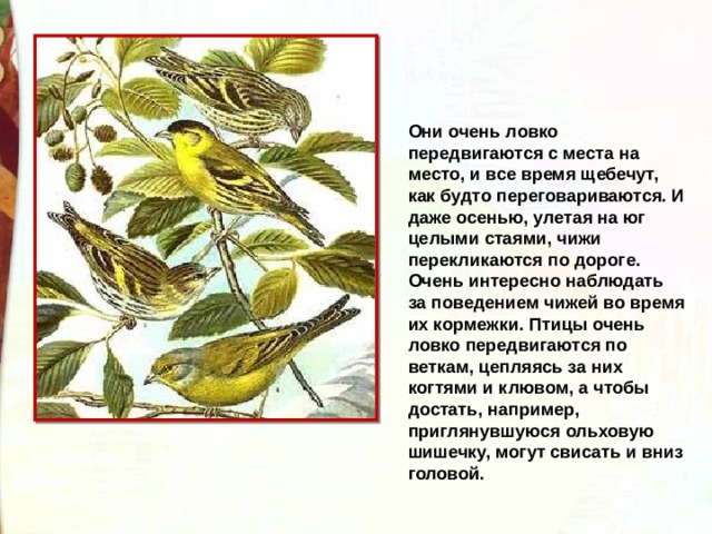 Они очень ловко передвигаются с места на место, и все время щебечут, как будто переговариваются. И даже осенью, улетая на юг целыми стаями, чижи перекликаются по дороге. Очень интересно наблюдать за поведением чижей во время их кормежки. Птицы очень ловко передвигаются по веткам, цепляясь за них когтями и клювом, а чтобы достать, например, приглянувшуюся ольховую шишечку, могут свисать и вниз головой.  