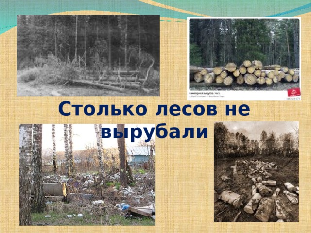 Столько лесов не вырубали 