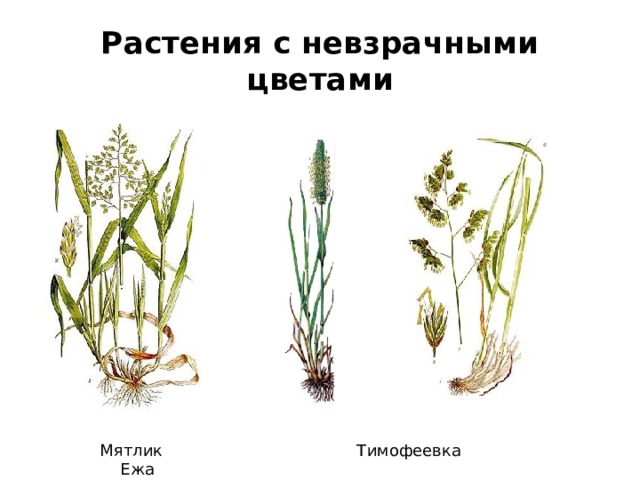 Растения с невзрачными цветами  Мятлик Тимофеевка Ежа 