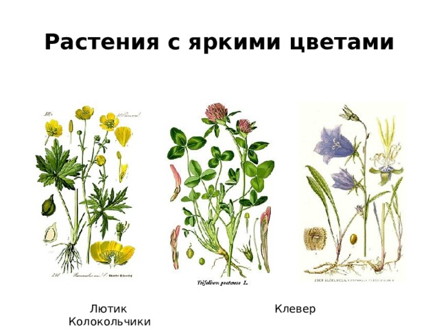 Растения с яркими цветами  Лютик Клевер Колокольчики 