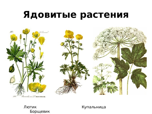Ядовитые растения  Лютик Купальница Борщевик 
