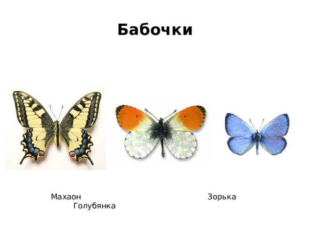 Бабочки  Махаон Зорька Голубянка 