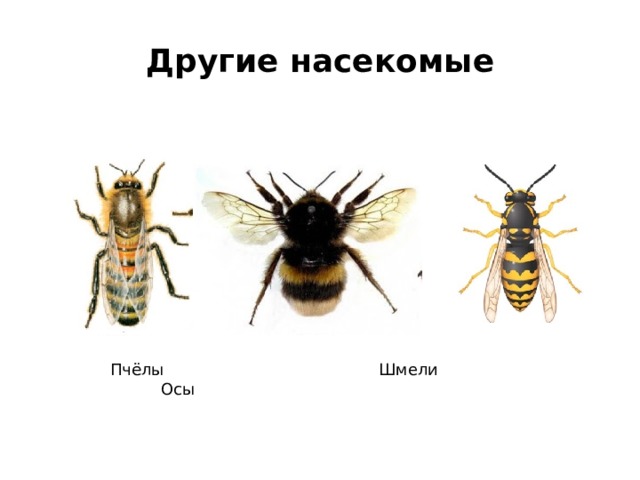 Другие насекомые  Пчёлы Шмели Осы 