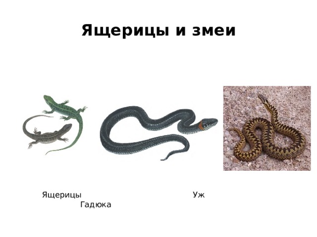 Ящерицы и змеи  Ящерицы Уж Гадюка 