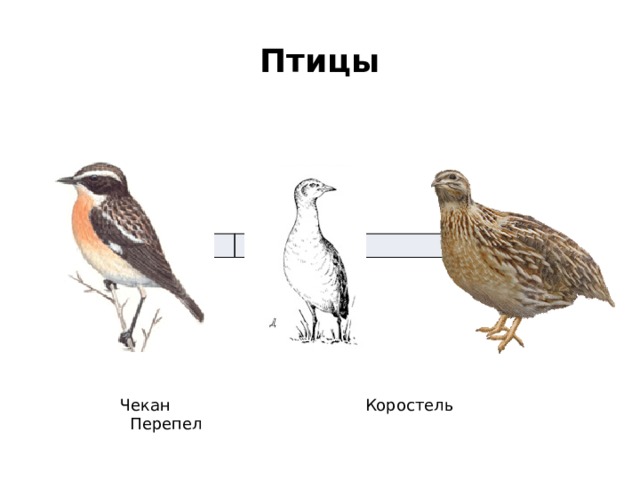 Птицы  Чекан Коростель Перепел 