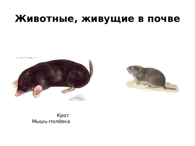 Животные, живущие в почве  Крот Мышь-полёвка 