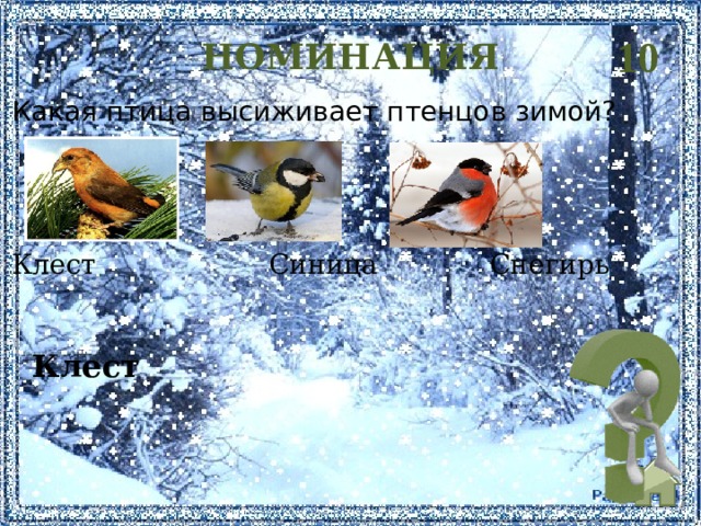 10 НОМИНАЦИЯ Какая птица высиживает птенцов зимой? Клест Синица Снегирь  Клест    
