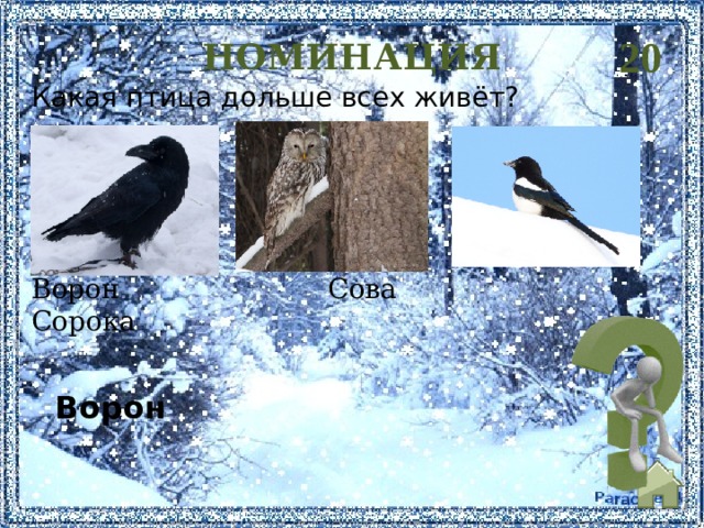 20 НОМИНАЦИЯ Какая птица дольше всех живёт? Ворон Сова Сорока  Ворон   