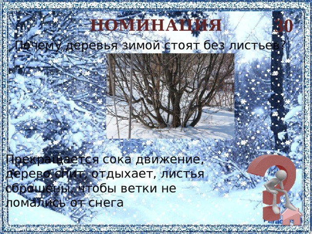 30 НОМИНАЦИЯ Почему деревья зимой стоят без листьев?   Прекращается сока движение, дерево спит, отдыхает, листья сброшены, чтобы ветки не ломались от снега 