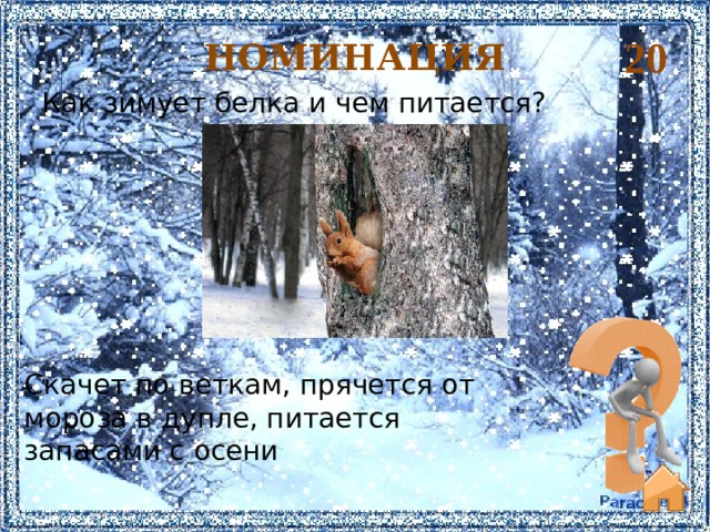 20 НОМИНАЦИЯ Как зимует белка и чем питается? Скачет по веткам, прячется от мороза в дупле, питается запасами с осени     