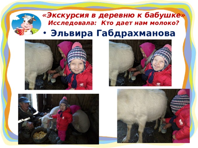 «Экскурсия в деревню к бабушке»  Исследовала: Кто дает нам молоко? Эльвира Габдрахманова  