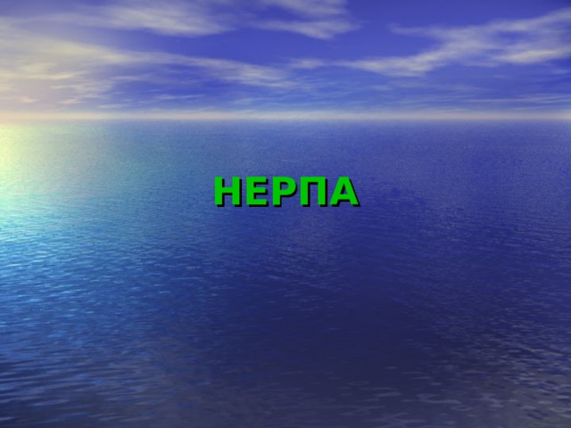 НЕРПА 