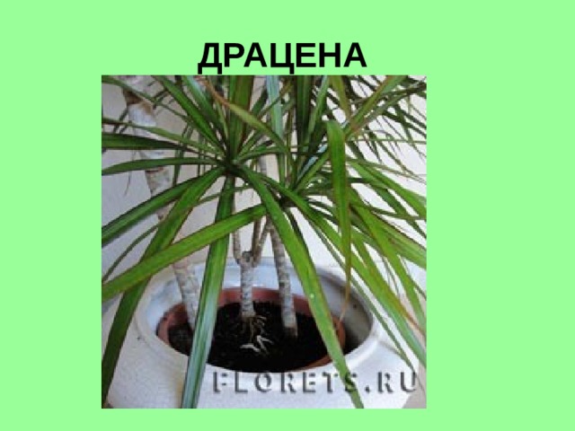 ДРАЦЕНА   