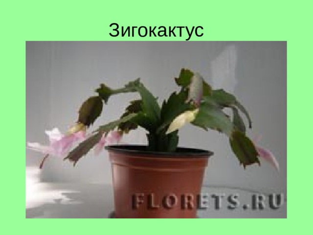 Зигокактус 