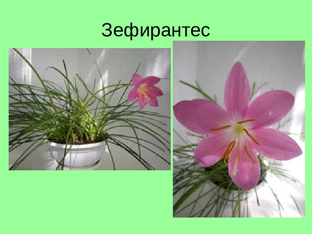 Зефирантес 