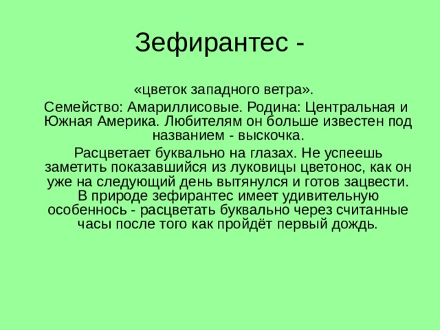 Зефирантес -  «цветок западного ветра».  Семейство: Амариллисовые. Родина: Центральная и Южная Америка. Любителям он больше известен под названием - выскочка.  Расцветает буквально на глазах. Не успеешь заметить показавшийся из луковицы цветонос, как он уже на следующий день вытянулся и готов зацвести. В природе зефирантес имеет удивительную особеннось - расцветать буквально через считанные часы после того как пройдёт первый дождь. 