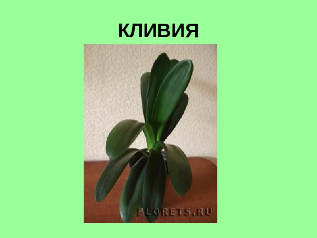 КЛИВИЯ 