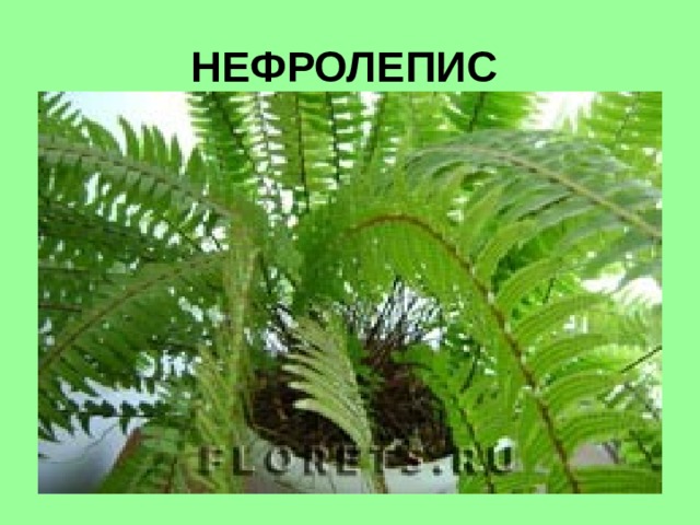 НЕФРОЛЕПИС   