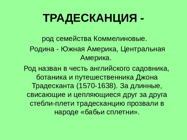 ТРАДЕСКАНЦИЯ -  род семейства Коммелиновые.  Родина - Южная Америка, Центральная Америка.  Род назван в честь английского садовника, ботаника и путешественника Джона Традесканта (1570-1638). За длинные, свисающие и цепляющиеся друг за друга стебли-плети традесканцию прозвали в народе «бабьи сплетни». 
