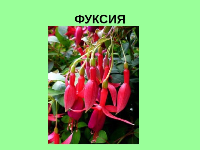 ФУКСИЯ 