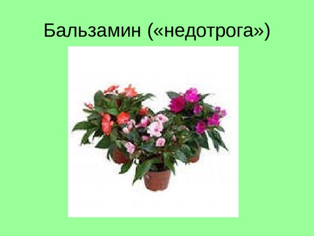 Бальзамин («недотрога») 