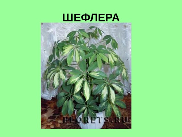 ШЕФЛЕРА 