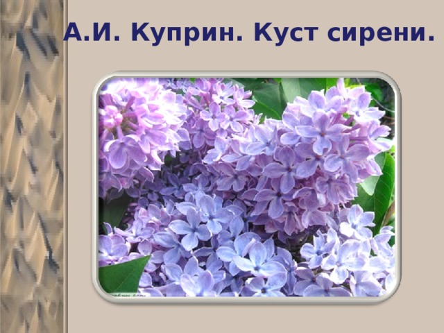 А.И. Куприн. Куст сирени. 