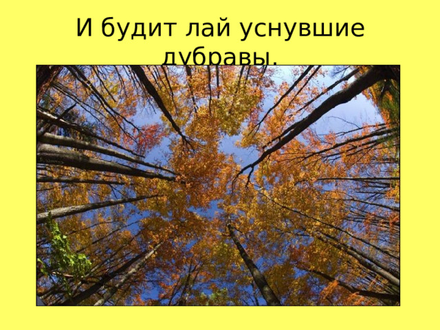 И будит лай уснувшие дубравы.  