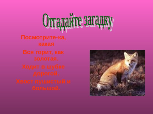 Посмотрите-ка, какая Вся горит, как золотая. Ходит в шубке дорогой. Хвост пушистый и большой. 