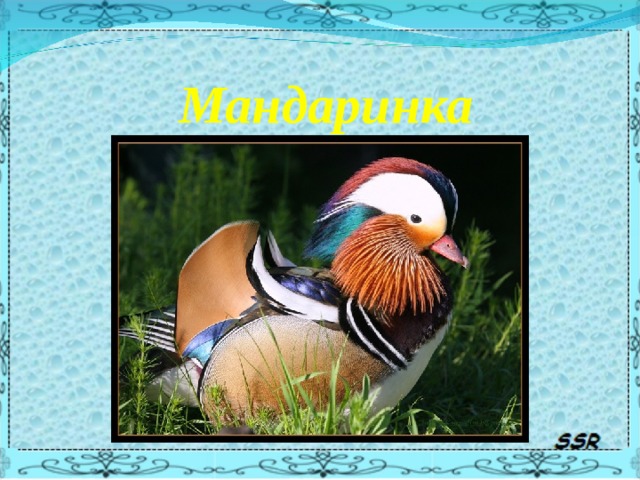 Мандаринка 