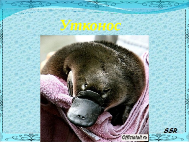 Утконос 