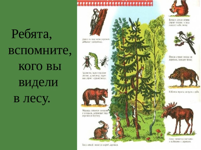 Ребята, вспомните, кого вы видели  в лесу. 