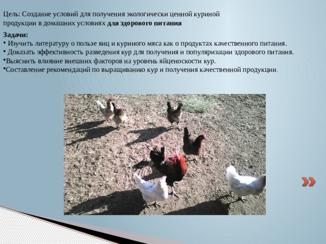 Цель: Создание условий для получения экологически ценной куриной продукции в домашних условиях для здорового питания Задачи:  Изучить литературу о пользе яиц и куриного мяса как о продуктах качественного питания.  Доказать эффективность разведения кур для получения и популяризации здорового питания. Выяснить влияние внешних факторов на уровень яйценоскости кур. Составление рекомендаций по выращиванию кур и получения качественной продукции . 